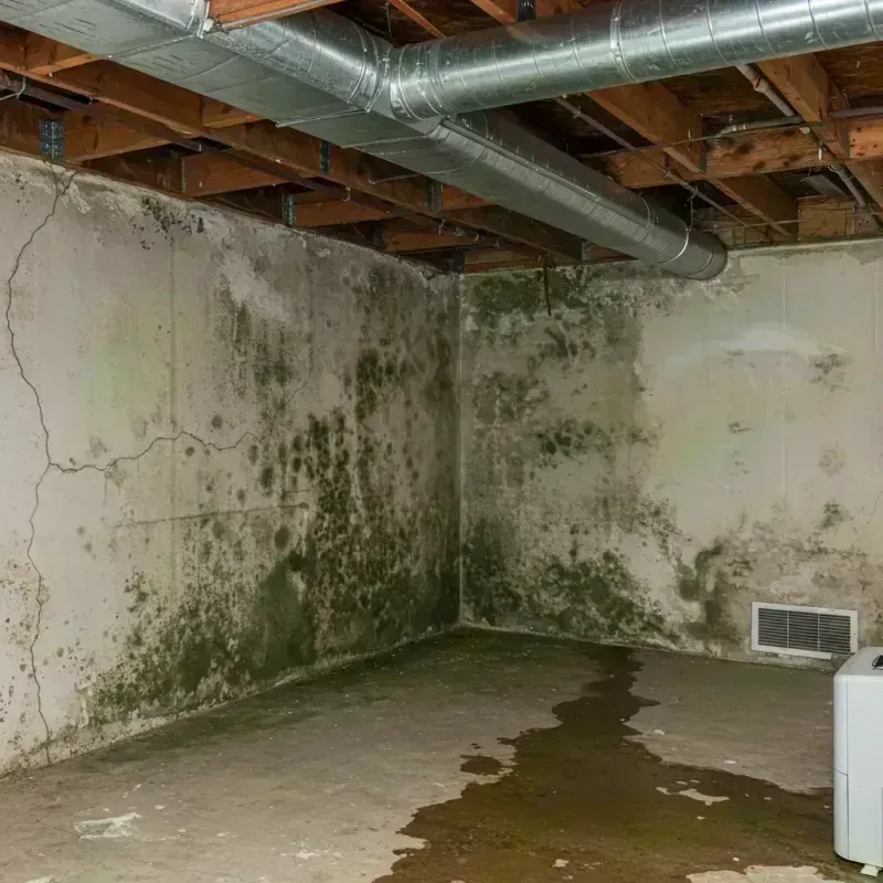 Professional Mold Removal in West Feliciana Parish, LA